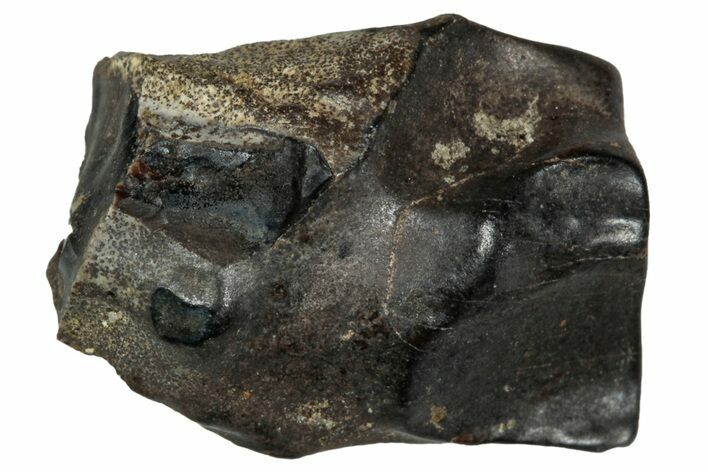 Fossil Dinosaur (Triceratops) Shed Tooth - Montana #339779